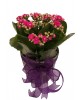 Saksıda Mor Kalanşo (Kalanchoe)